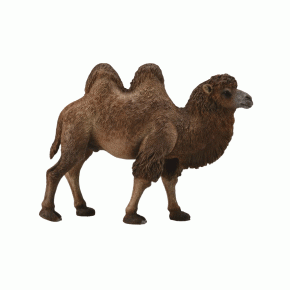 Двугорбый верблюд